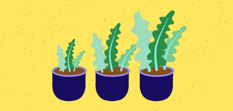 illustration of three plants with growth getting taller in order from left to right | How to Maximize your offer as a remote engineer